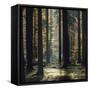 The autumnal Teutoburg Forest with sunlight.-Nadja Jacke-Framed Stretched Canvas