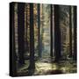 The autumnal Teutoburg Forest with sunlight.-Nadja Jacke-Stretched Canvas