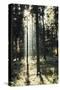 The autumnal Teutoburg Forest with sunlight.-Nadja Jacke-Stretched Canvas