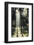 The autumnal Teutoburg Forest with sunlight.-Nadja Jacke-Framed Photographic Print