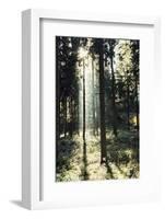 The autumnal Teutoburg Forest with sunlight.-Nadja Jacke-Framed Photographic Print