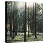 The autumnal Teutoburg Forest with sunlight.-Nadja Jacke-Stretched Canvas