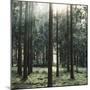 The autumnal Teutoburg Forest with sunlight.-Nadja Jacke-Mounted Photographic Print