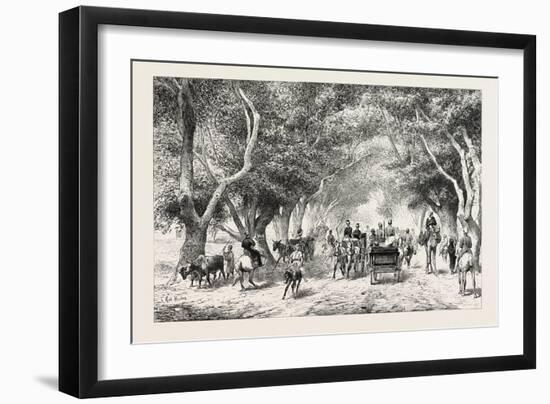 The Avenue at Shoobra, Egypt, 1879-null-Framed Giclee Print