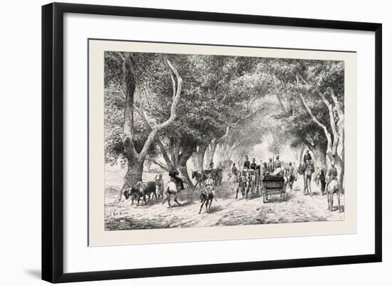 The Avenue at Shoobra, Egypt, 1879-null-Framed Giclee Print