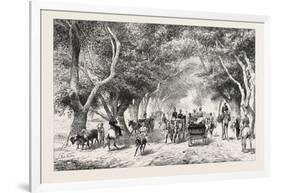 The Avenue at Shoobra, Egypt, 1879-null-Framed Giclee Print