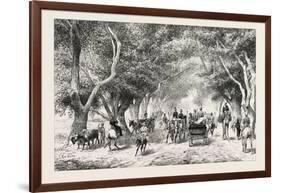 The Avenue at Shoobra, Egypt, 1879-null-Framed Giclee Print