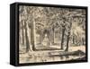 The Avenue of Plane Trees in Battaglia Terme-null-Framed Stretched Canvas