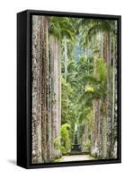 The Avenue of Royal Palms, Rio De Janeiro Botanical Garden.-Jon Hicks-Framed Stretched Canvas