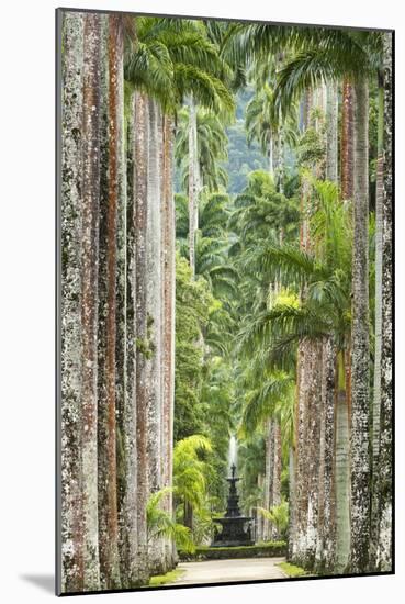 The Avenue of Royal Palms, Rio De Janeiro Botanical Garden.-Jon Hicks-Mounted Photographic Print