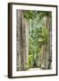 The Avenue of Royal Palms, Rio De Janeiro Botanical Garden.-Jon Hicks-Framed Photographic Print