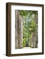 The Avenue of Royal Palms, Rio De Janeiro Botanical Garden.-Jon Hicks-Framed Photographic Print