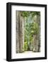 The Avenue of Royal Palms, Rio De Janeiro Botanical Garden.-Jon Hicks-Framed Photographic Print