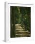 The Avenue (Park of Chantilly), circa 1879-Paul Cézanne-Framed Giclee Print