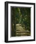 The Avenue (Park of Chantilly), circa 1879-Paul Cézanne-Framed Giclee Print