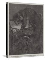 The Aye-Aye, Recently Added to the Zoological Society's Collection, Regent's Park-null-Stretched Canvas