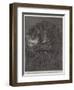 The Aye-Aye, Recently Added to the Zoological Society's Collection, Regent's Park-null-Framed Premium Giclee Print