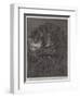 The Aye-Aye, Recently Added to the Zoological Society's Collection, Regent's Park-null-Framed Premium Giclee Print