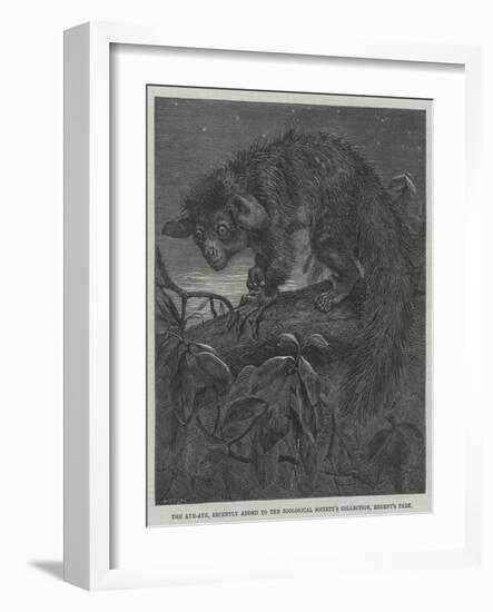 The Aye-Aye, Recently Added to the Zoological Society's Collection, Regent's Park-null-Framed Giclee Print