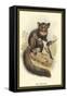 The Aye-Aye-Sir William Jardine-Framed Stretched Canvas