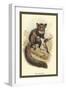 The Aye-Aye-Sir William Jardine-Framed Art Print