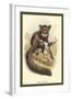 The Aye-Aye-Sir William Jardine-Framed Art Print