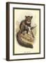 The Aye-Aye-Sir William Jardine-Framed Art Print