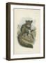 The Aye-Aye-null-Framed Premium Giclee Print