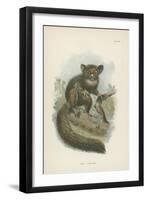 The Aye-Aye-null-Framed Premium Giclee Print