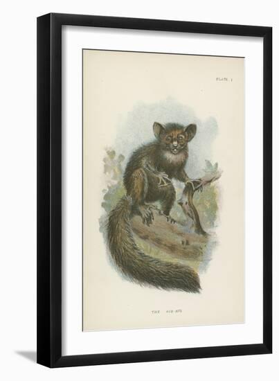 The Aye-Aye-null-Framed Premium Giclee Print