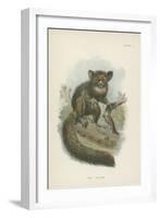 The Aye-Aye-null-Framed Premium Giclee Print