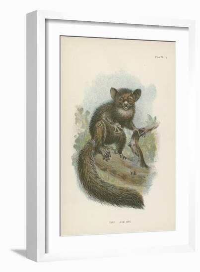 The Aye-Aye-null-Framed Premium Giclee Print