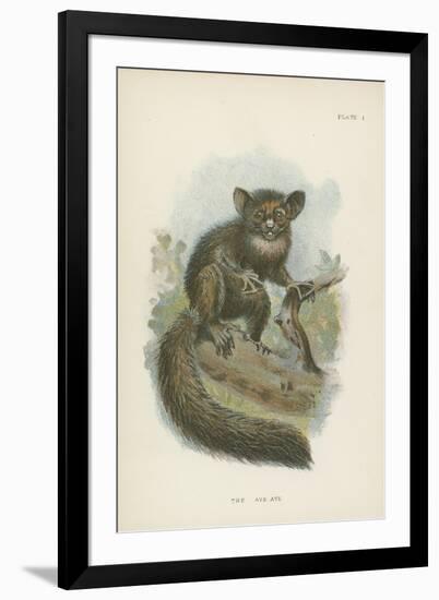 The Aye-Aye-null-Framed Giclee Print