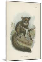 The Aye-Aye-null-Mounted Giclee Print