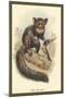 The Aye-Aye-Sir William Jardine-Mounted Art Print