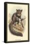 The Aye-Aye-Sir William Jardine-Framed Stretched Canvas