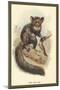 The Aye-Aye-Sir William Jardine-Mounted Art Print