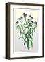 The Azorean Forget-Me-Not-null-Framed Art Print