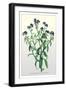 The Azorean Forget-Me-Not-null-Framed Art Print