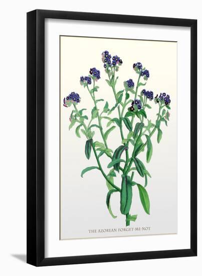 The Azorean Forget-Me-Not-null-Framed Art Print