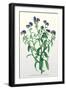 The Azorean Forget-Me-Not-null-Framed Art Print
