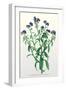 The Azorean Forget-Me-Not-null-Framed Art Print