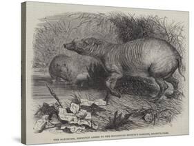 The Babirussa, Recently Added to the Zoological Society's Gardens, Regent's Park-Johann Baptist Zwecker-Stretched Canvas