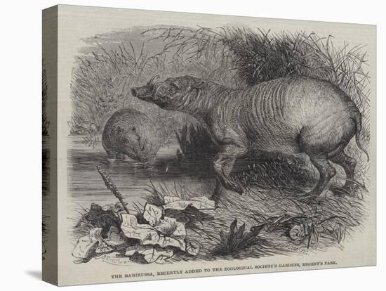 The Babirussa, Recently Added to the Zoological Society's Gardens, Regent's Park-Johann Baptist Zwecker-Stretched Canvas