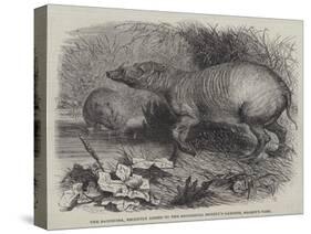 The Babirussa, Recently Added to the Zoological Society's Gardens, Regent's Park-Johann Baptist Zwecker-Stretched Canvas