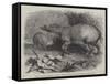 The Babirussa, Recently Added to the Zoological Society's Gardens, Regent's Park-Johann Baptist Zwecker-Framed Stretched Canvas