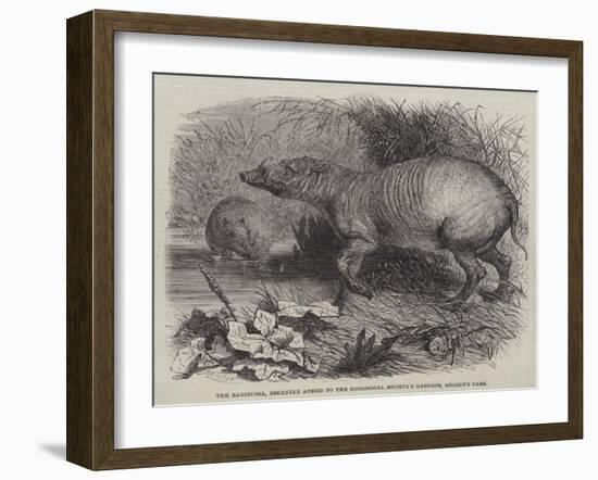 The Babirussa, Recently Added to the Zoological Society's Gardens, Regent's Park-Johann Baptist Zwecker-Framed Giclee Print