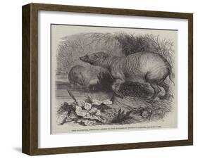 The Babirussa, Recently Added to the Zoological Society's Gardens, Regent's Park-Johann Baptist Zwecker-Framed Giclee Print