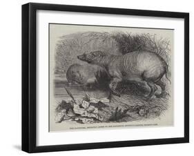 The Babirussa, Recently Added to the Zoological Society's Gardens, Regent's Park-Johann Baptist Zwecker-Framed Giclee Print