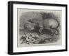 The Babirussa, Recently Added to the Zoological Society's Gardens, Regent's Park-Johann Baptist Zwecker-Framed Giclee Print